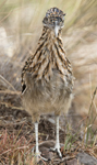 Greater Roadrunner 4678